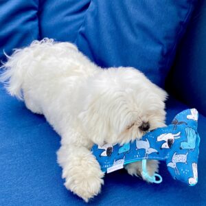 Jouet pour chien / Os bleu