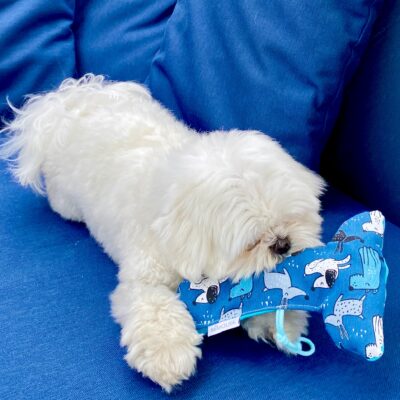 Jouet pour chien / Os bleu