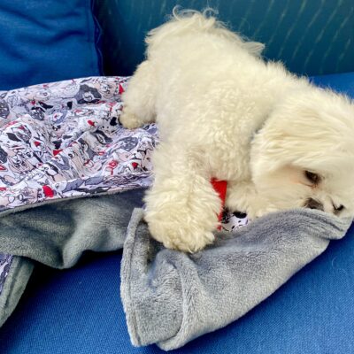 Couverture pour chien L/ Doglover / Noir blanc rouge – Image 2