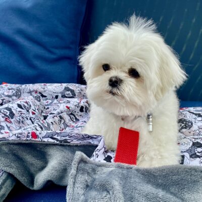 Couverture pour chien L/ Doglover / Noir blanc rouge – Image 4