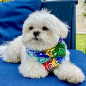 Bandana pour chien / Motif patchwork multicolore