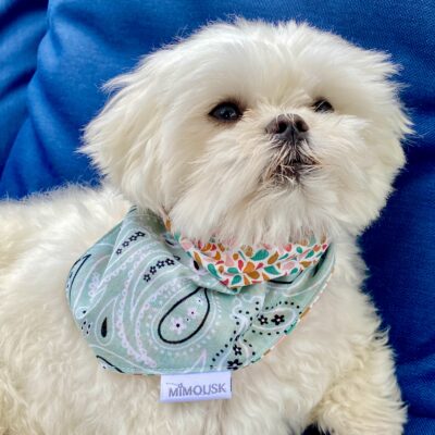 Bandana pour chien / Vert d'eau & gouttes otma – Image 2
