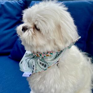 Bandana pour chien / Vert d'eau & gouttes otma