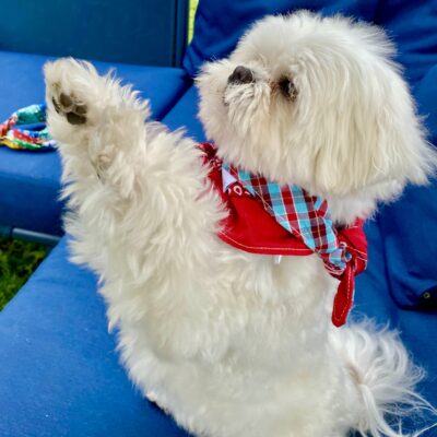 Bandana pour chien / Rouge & écossais – Image 3