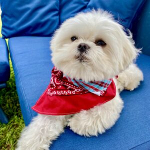 Bandana pour chien / Rouge & écossais