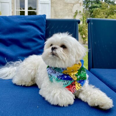 Bandana pour chien / Motif patchwork multicolore – Image 3