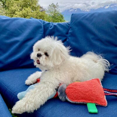 Jouet pour chien / Noeud grelot, éponge rouge polaire ciel grise – Image 7