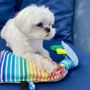 jouet pour chien rayé multicolore