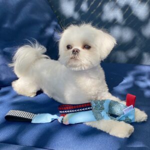 Jouet pour chien / Saucisse, bleu tropical