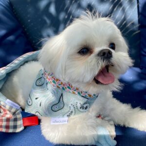 Bandana pour chien / Vert d'eau & gouttes otma