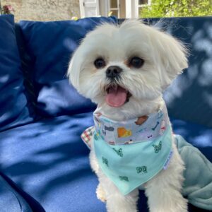 Bandana pour chien / vert clair, imprimé chiens