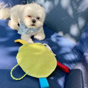 Jouet pour chien / Disque grillage, turquoise vert anis