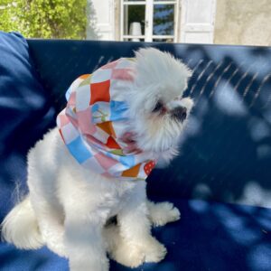 snood pour chien